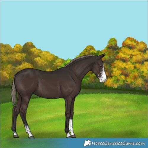 Horse Color:Liver Chestnut Mushroom Sabino 