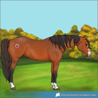 Horse Color:Bay 