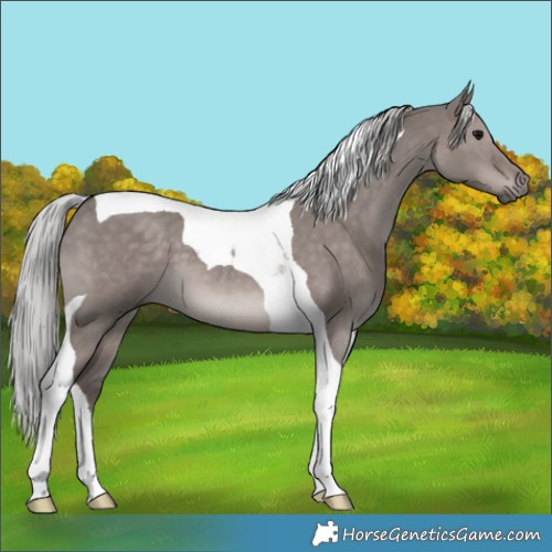 Horse Color:Platinum Silver Grullo Tobiano 