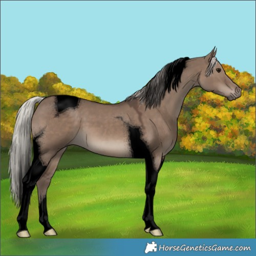 Horse Color:Void Silver Grullo Tobiano 