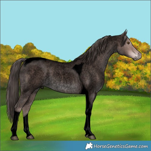 Horse Color:Void Platinum Liver Red Roan Tobiano Rabicano