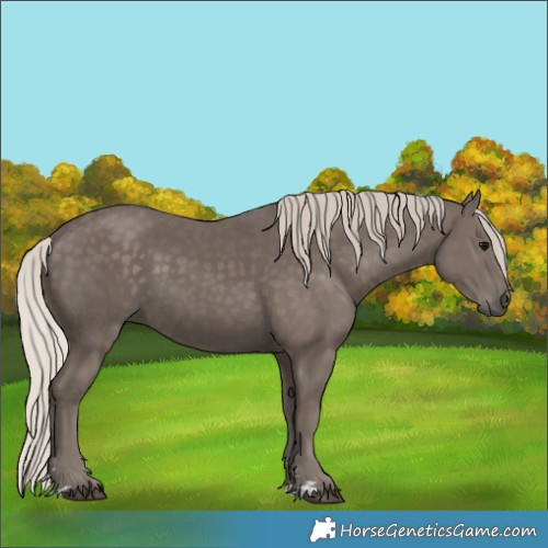 Horse Color:Silver Black