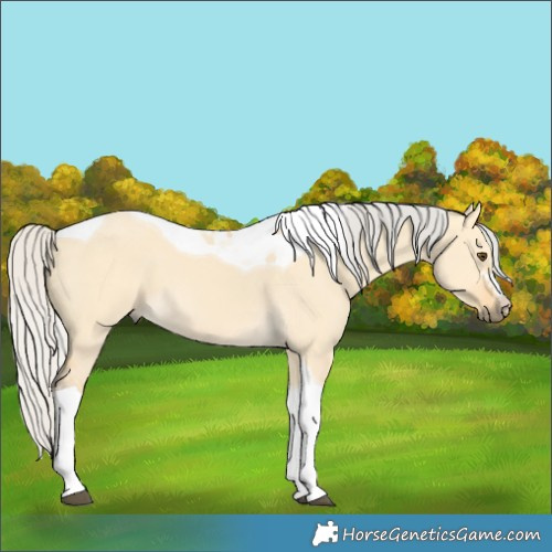 Horse Color:Silver Buckskin Dun Tobiano 