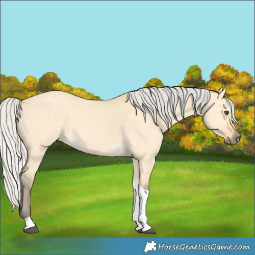 Horse Color:Silver Buckskin Dun Tobiano