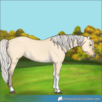 Horse Color:Silver Buckskin Dun Tobiano 