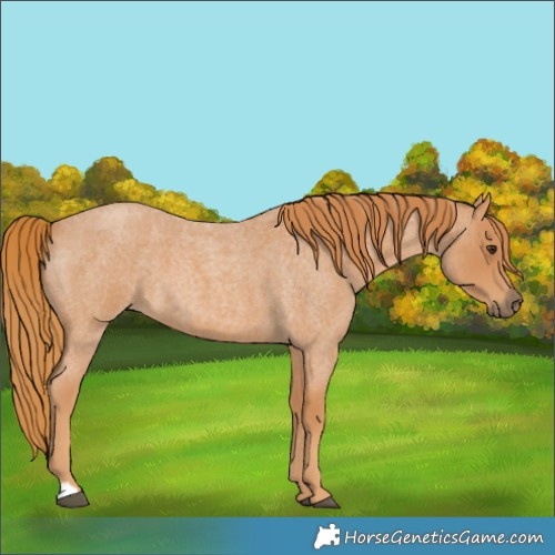 Horse Color:Red Roan 