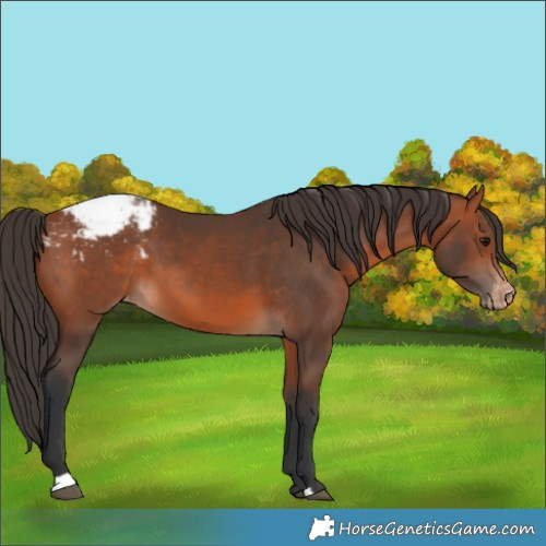 Horse Color:Bay Snowcap 
