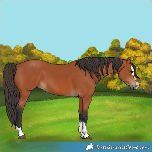 Horse Color:Bay 