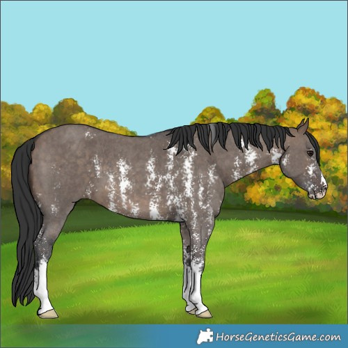 Horse Color:Brown Dun Sabino 