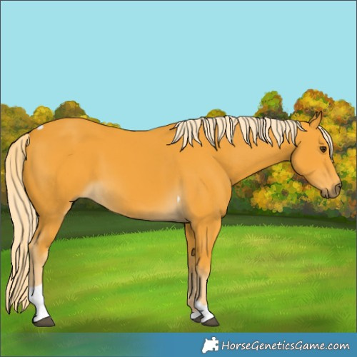 Horse Color:Palomino Tobiano 