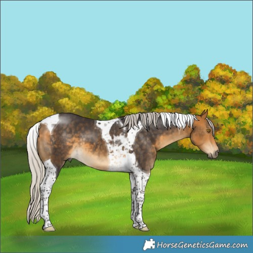 Horse Color:Silver Buckskin Tobiano 