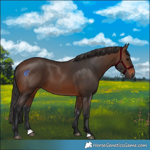 Horse Color:Brown 