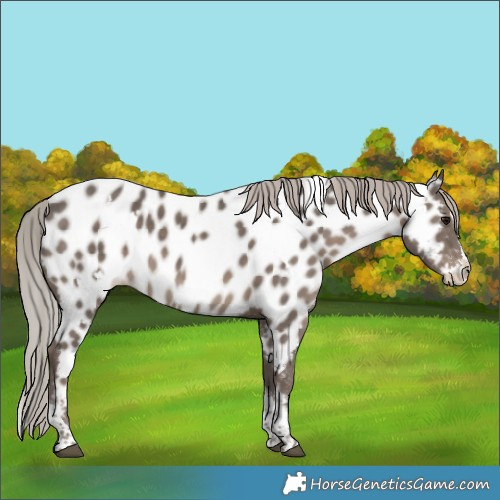 Horse Color:White Spotted Silver Black Splash Tobiano Appaloosa 