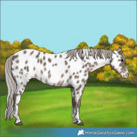 Horse Color:White Spotted Silver Black Splash Tobiano Appaloosa 