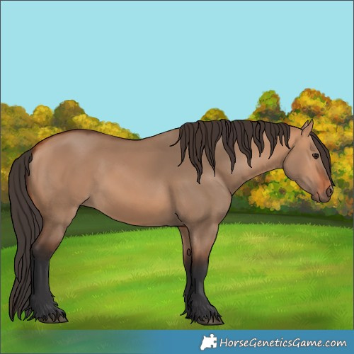 Horse Color:Bay Dun 