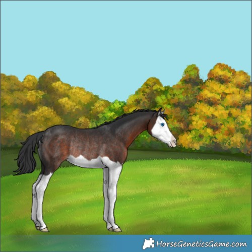 Horse Color:Brown Splash Rabicano