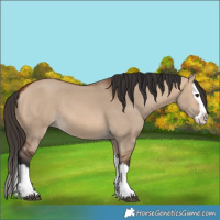 Horse Color:Bay Dun Splash
