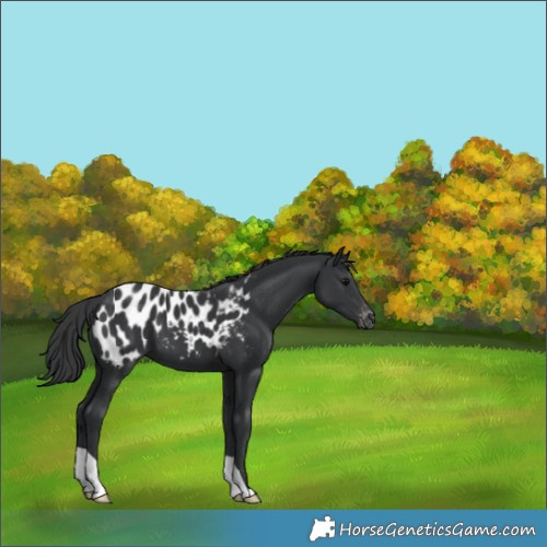 Horse Color:Black Appaloosa