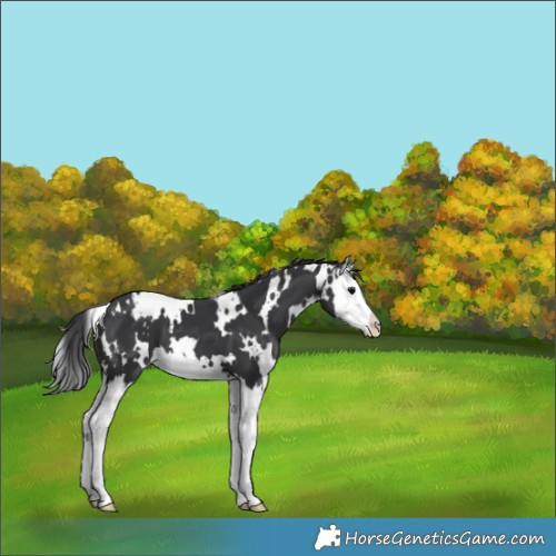 Horse Color:White Spotted Black Splash
