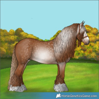 Horse Color:Gray Chestnut 