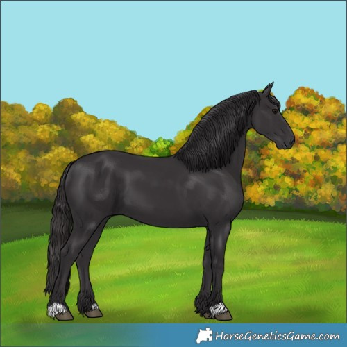 Horse Color:Smoky Black 