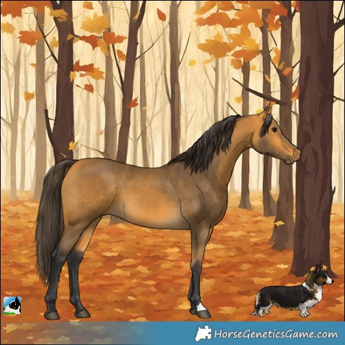 Horse Color:Buckskin 