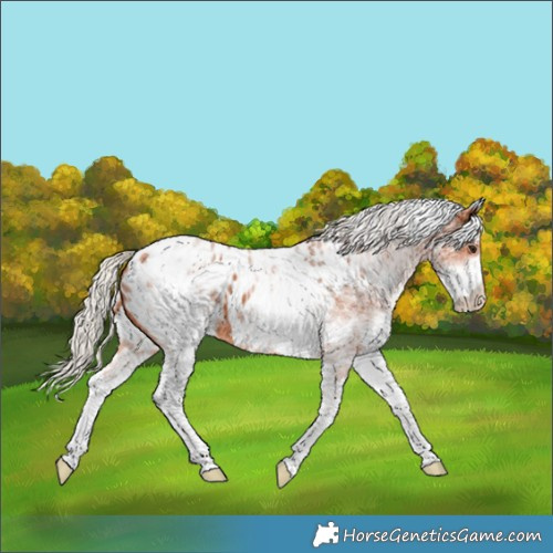 Horse Color:White Spotted Silver Bay Appaloosa 