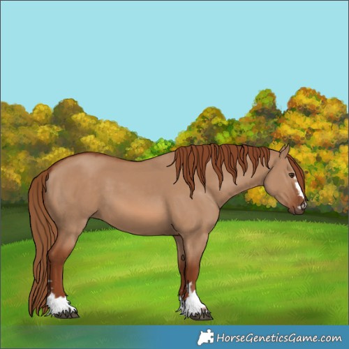 Horse Color:Red Dun