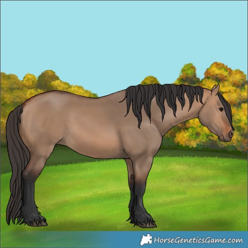Horse Color:Bay Dun 