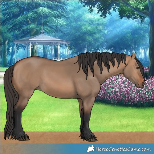 Horse Color:Bay Dun 