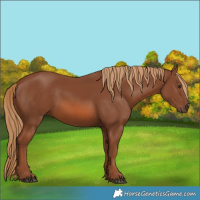 Horse Color:Chestnut 