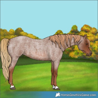 Horse Color:Red Roan 