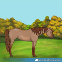 Horse Color:Red Dun