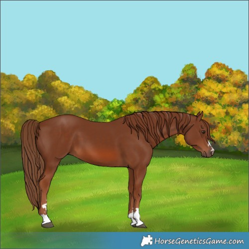 Horse Color:Chestnut 