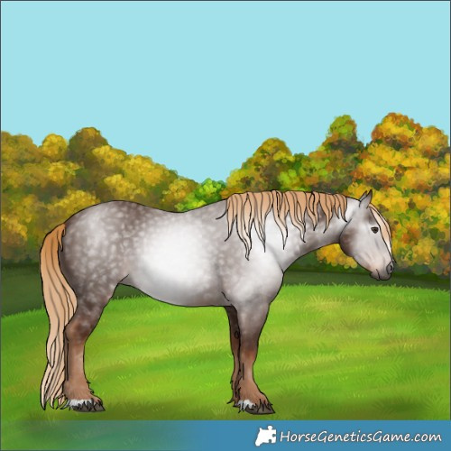 Horse Color:Gray Chestnut 
