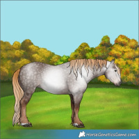 Horse Color:Gray Chestnut 