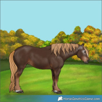 Horse Color:Gray Chestnut 