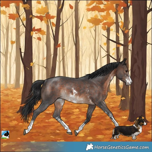 Horse Color:Brown Sabino Rabicano