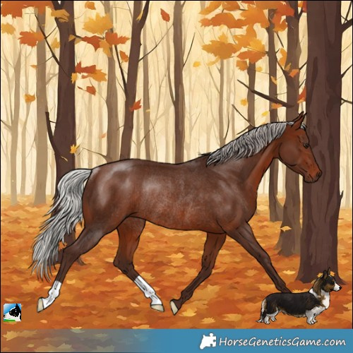 Horse Color:Silver Brown Rabicano