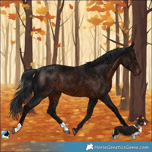 Horse Color:Brown Ice Rabicano 
