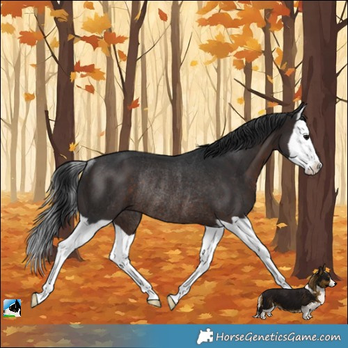 Horse Color:Brown Splash Rabicano