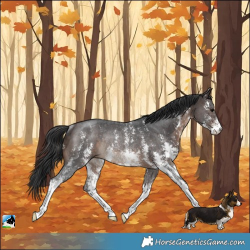 Horse Color:Brown Sabino Rabicano