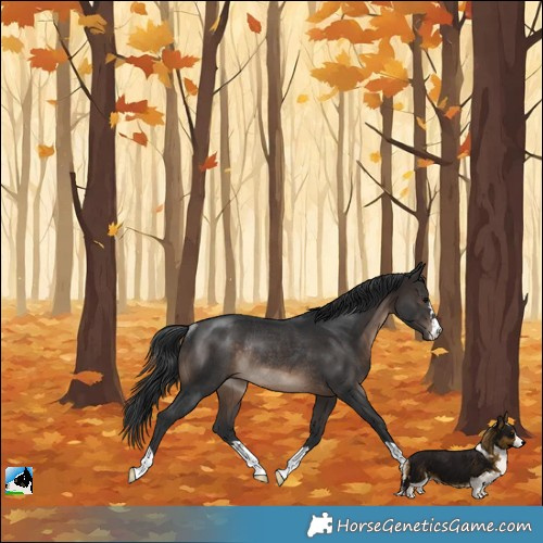 Horse Color:Brown Rabicano