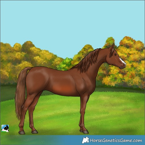 Horse Color:Chestnut Frame