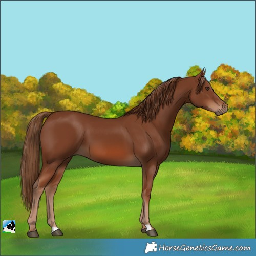 Horse Color:Chestnut 