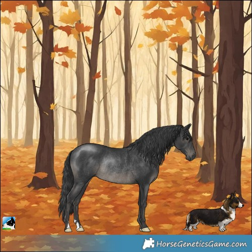 Horse Color:Black Rabicano 