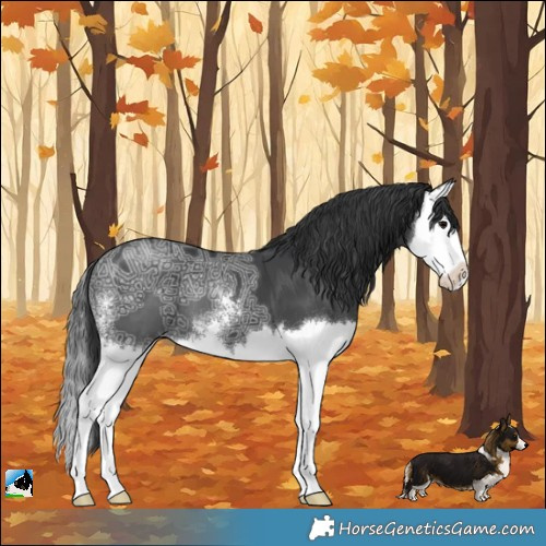 Horse Color:Black Ice Sabino Splash
