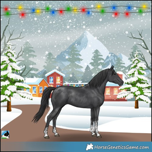 Horse Color:Black Sabino Rabicano 
