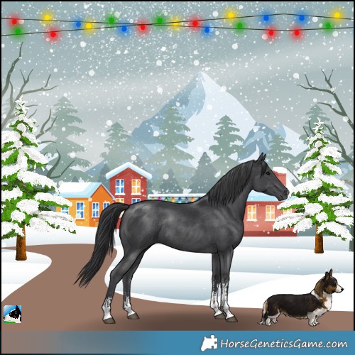 Horse Color:Black Sabino Rabicano