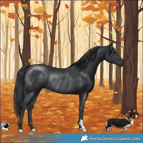 Horse Color:Black Rabicano 